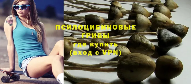 Псилоцибиновые грибы Psilocybe Новоалександровск